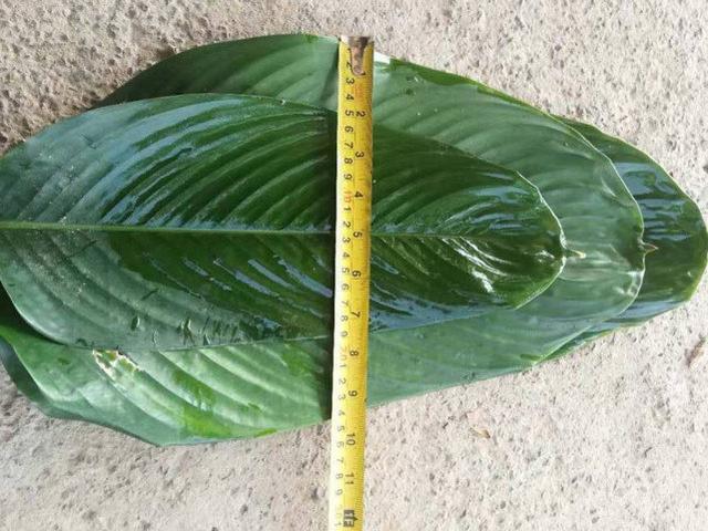 端午节粽子粽叶的种类（端午粽叶大汇总）(6)