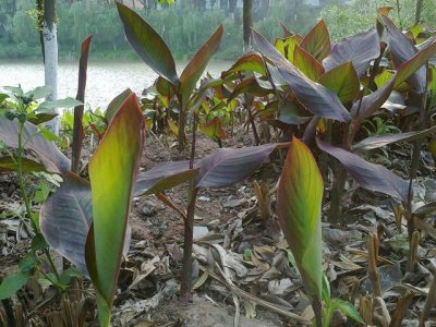 ​端午节粽子粽叶的种类（端午粽叶大汇总）