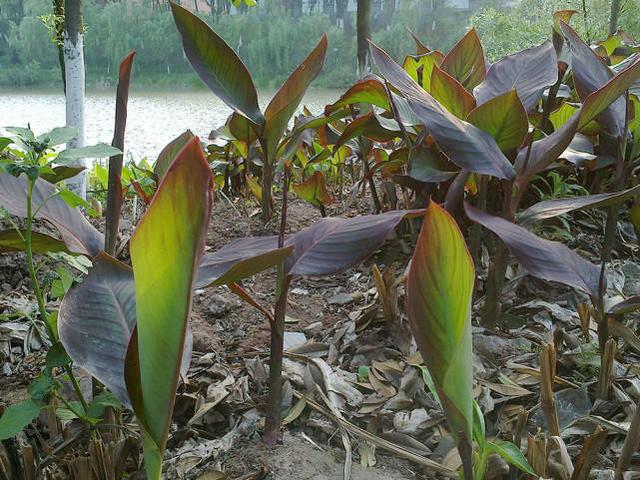 端午节粽子粽叶的种类（端午粽叶大汇总）(1)