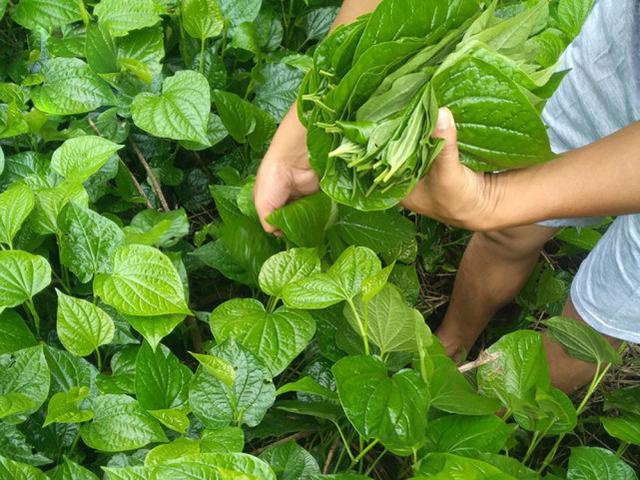 端午节粽子粽叶的种类（端午粽叶大汇总）(4)