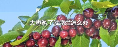 ​大枣腐烂怎么治疗最好 怎样防止大枣腐烂