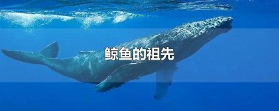 ​鲸鱼的祖先进化过程视频 鲸鱼的祖先长什么样子图片 演变