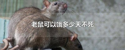 ​老鼠饿几天会死 老鼠饿几天才会死