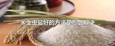 ​米生米虫了怎么办 米要生虫怎么办