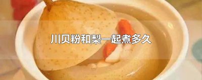 ​川贝粉和梨一起煮多久