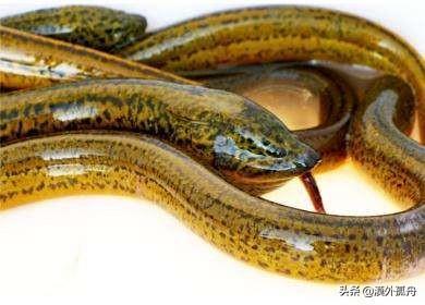 捉条3斤多重的黄鳝,村里老人看后让我别吃直接扔了,这是为啥?