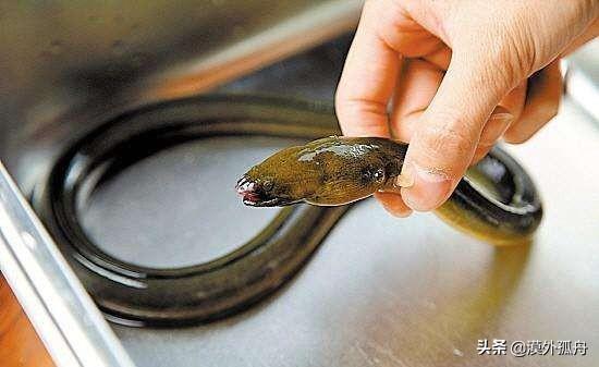 捉条3斤多重的黄鳝,村里老人看后让我别吃直接扔了,这是为啥?