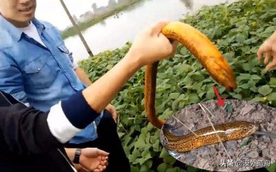 ​捉条3斤多重的黄鳝，村里老人看后让我别吃直接扔了，这是为啥？