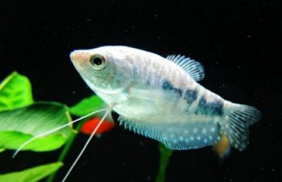 ​如何为热带海水鱼预防疾病？