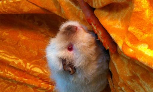 喜马拉雅天竺鼠怎么养?喜马拉雅天竺鼠形态特征