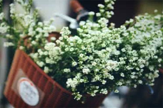 垂吊满天星怎么修剪,病枝修剪保留主干(图)(图3)