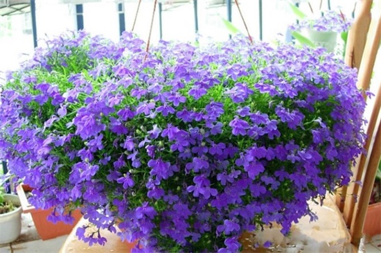 垂吊满天星怎么修剪,病枝修剪保留主干(图)(图2)