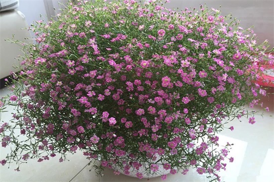 垂吊满天星怎么修剪,病枝修剪保留主干(图)(图4)