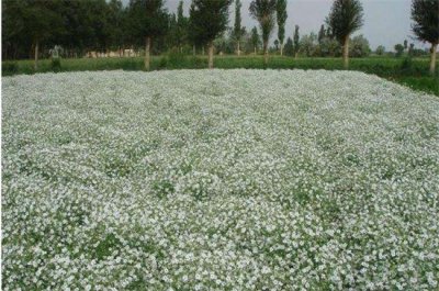 ​垂吊满天星怎么修剪，病枝修剪保留主干（图）