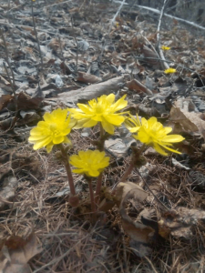 ​花卉图片及名称大全（这10种小众花，价值珍贵、花型奇特，很少有人能叫出名字
