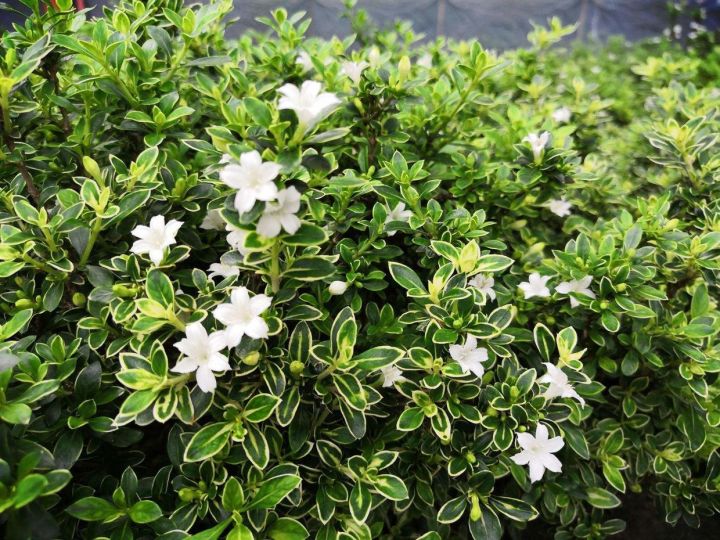 六月雪的养殖方法（分享六月雪的正确养护方法）