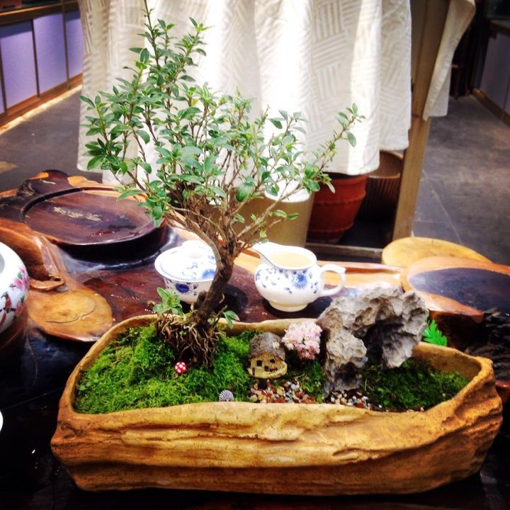 六月雪的养殖方法（分享六月雪的正确养护方法）