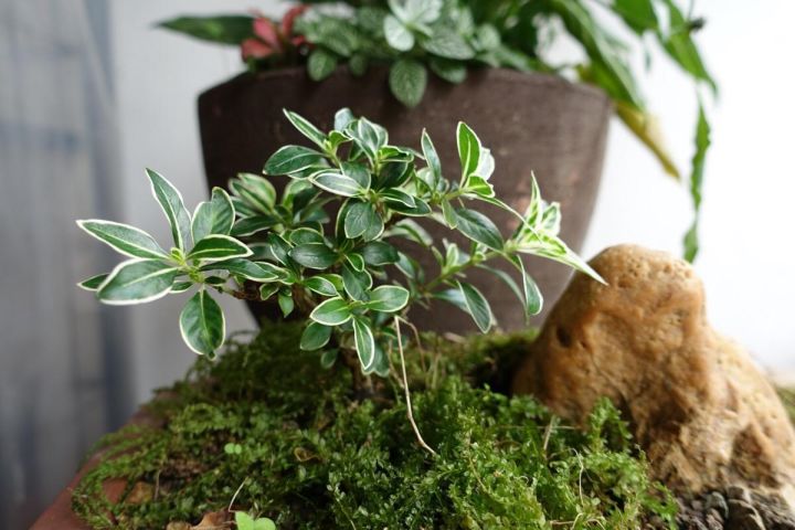 六月雪的养殖方法（分享六月雪的正确养护方法）