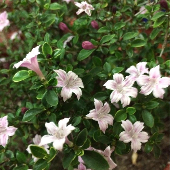 六月雪的养殖方法（分享六月雪的正确养护方法）