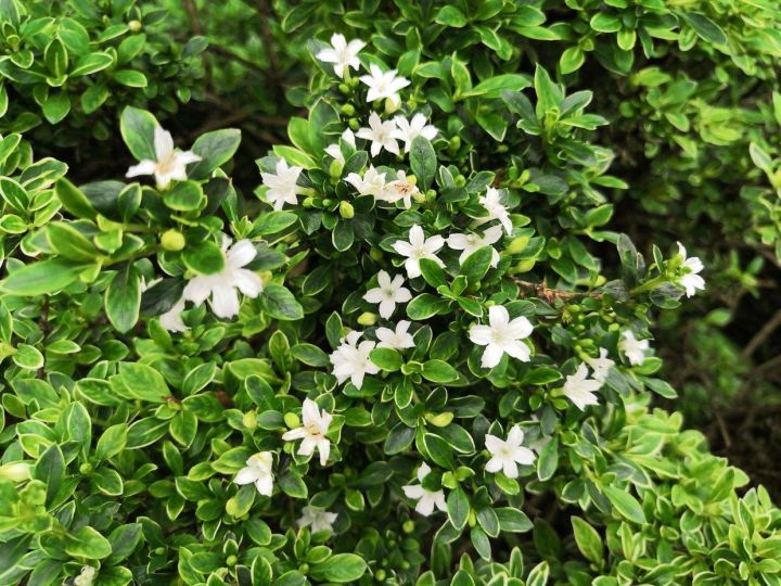 六月雪的养殖方法（分享六月雪的正确养护方法）