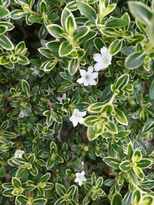 六月雪的养殖方法（分享六月雪的正确养护方法）