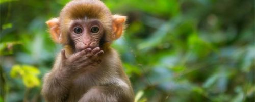 沐猴而冠打一生肖是什么生肖(沐猴而冠打一生肖数字)-第1张图片-