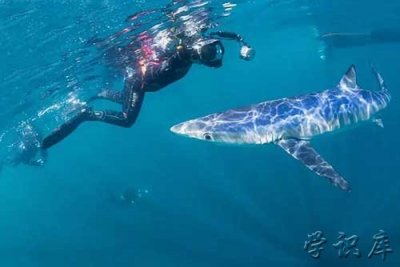 ​世界上最漂亮的鲨鱼，3种鲨鱼最为漂亮