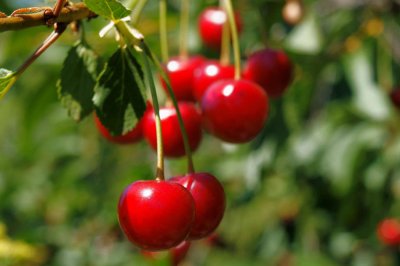 ​樱桃适合南方种植吗