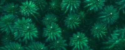 ​夜光藻和蓝眼泪的区别