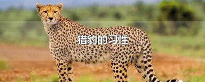 ​猎豹的习性