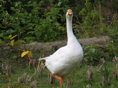 ​养1000只鹅大约需要投资多少钱，看这个账单就明明白白了
