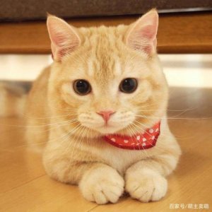 ​喵星人是什么意思（什么是喵星人）