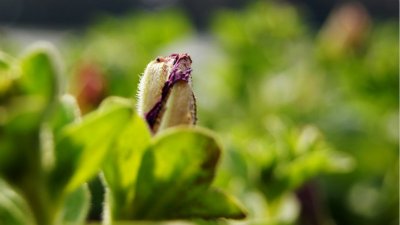 ​春天的自然现象有哪些