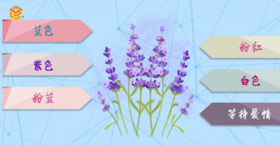 ​薰衣草花语