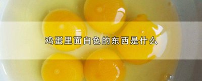 ​鸡蛋里面白色的东西是什么菌 鸡蛋有白色的东西