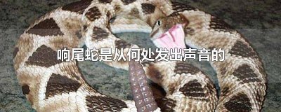 ​响尾蛇是从哪个地方发出声音的 响尾蛇是从哪发出声音