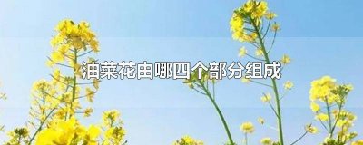 ​油菜花分为哪几个部分 油菜花有什么四部分组成的