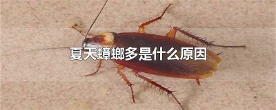 ​蟑螂为什么在夏天更多出现 夏天为什么蟑螂多