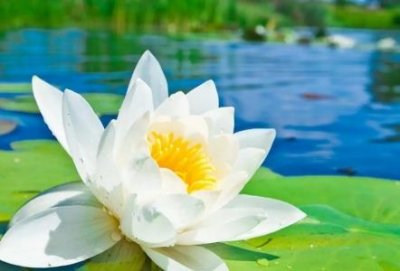 ​趣知识：驴蹄子修剪疼吗？修驴蹄子不会痛吗？