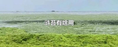 ​浒苔的危害 浒苔的营养价值