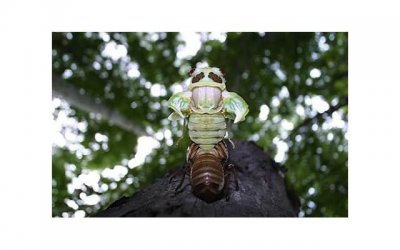 ​描述素材的表白套路（表白素材图片大全）