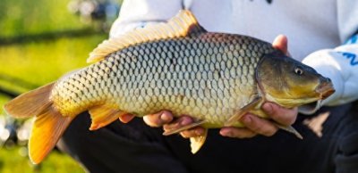 ​秋季中期野钓鲤鱼用什么味型的饵料和钓鱼技巧。