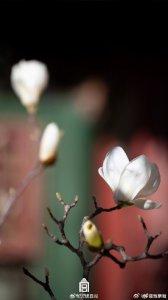 ​春日故宫玉兰壁纸上新了！