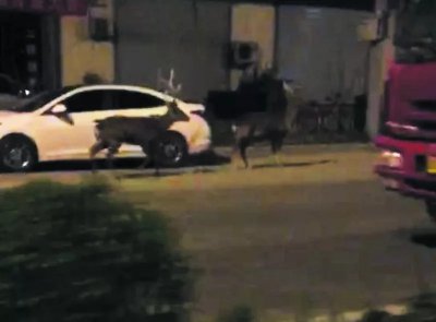 ​还记得蓝翔院内跑出的梅花鹿吗？或将由济南动物园接管