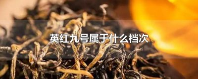​英红九号属于什么档次