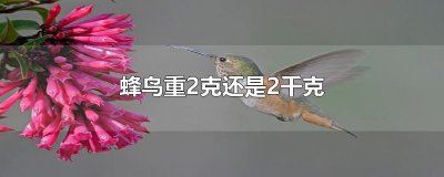 ​蜂鸟重2克还是2千克