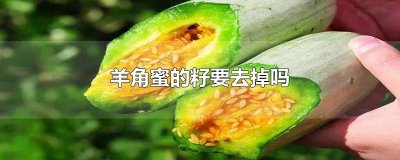 ​羊角蜜的籽要去掉吗