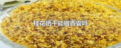 ​桂花晒干能做香囊吗