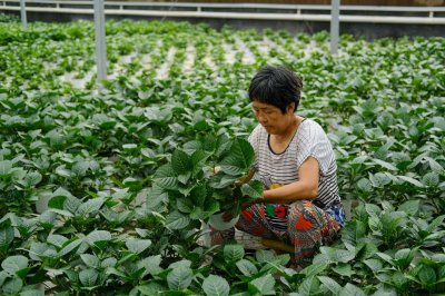 ​绣球花图片欣赏