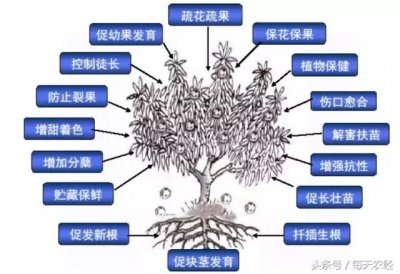 ​生长调节剂的作用和功效（生长调节剂的主要作用）
